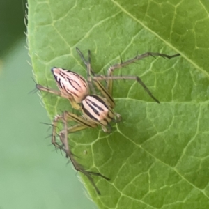 Oxyopes elegans at City Renewal Authority Area - 9 Nov 2023 05:52 PM