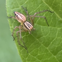 Oxyopes elegans at City Renewal Authority Area - 9 Nov 2023 05:52 PM