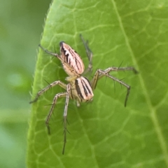 Oxyopes elegans at City Renewal Authority Area - 9 Nov 2023