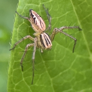 Oxyopes elegans at City Renewal Authority Area - 9 Nov 2023