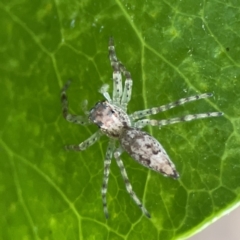 Helpis minitabunda (Threatening jumping spider) at Braddon, ACT - 9 Nov 2023 by Hejor1