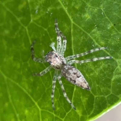 Helpis minitabunda (Threatening jumping spider) at City Renewal Authority Area - 9 Nov 2023 by Hejor1