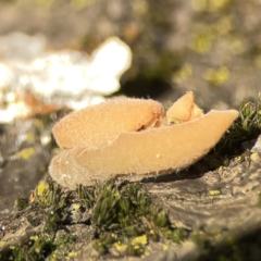 zz – ascomycetes - apothecial (Cup fungus) at Braddon, ACT - 9 Nov 2023 by Hejor1