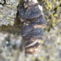 Phellinus sp. (non-resupinate) (A polypore) at Braddon, ACT - 9 Nov 2023 by Hejor1