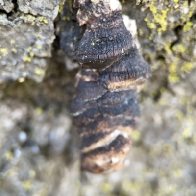 Phellinus sp. (non-resupinate) (A polypore) at City Renewal Authority Area - 9 Nov 2023 by Hejor1