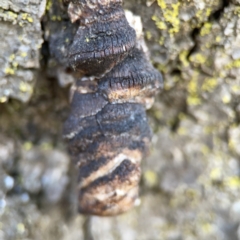 Phellinus sp. (non-resupinate) at City Renewal Authority Area - 9 Nov 2023 06:33 PM