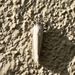 Philobota productella (Pasture Tunnel Moth) at City Renewal Authority Area - 9 Nov 2023 by Hejor1