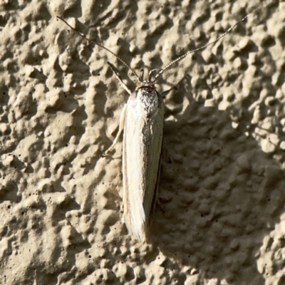 Philobota productella (Pasture Tunnel Moth) at Braddon, ACT - 9 Nov 2023 by Hejor1