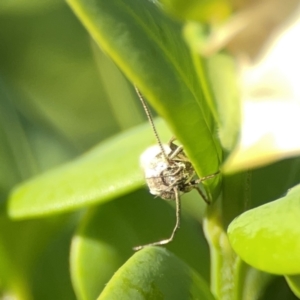 Philobota productella at City Renewal Authority Area - 9 Nov 2023 05:43 PM