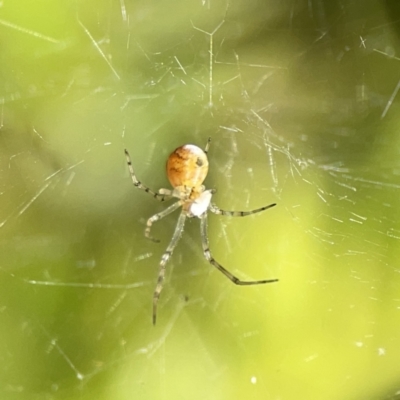 Cryptachaea gigantipes (White porch spider) at Braddon, ACT - 9 Nov 2023 by Hejor1