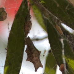 Zosis geniculatus (Ninja-star ceiling spider) at Braddon, ACT - 9 Nov 2023 by Hejor1