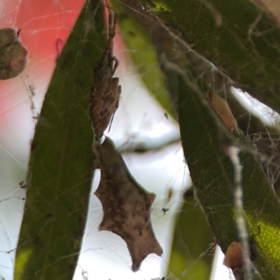 Unidentified Other web-building spider at Braddon, ACT - 9 Nov 2023 by Hejor1