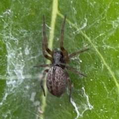 Badumna (genus) (Lattice-web spider) at City Renewal Authority Area - 9 Nov 2023 by Hejor1