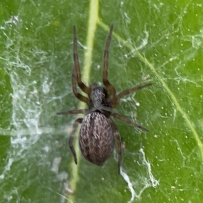 Badumna sp. (genus) (Lattice-web spider) at Braddon, ACT - 9 Nov 2023 by Hejor1