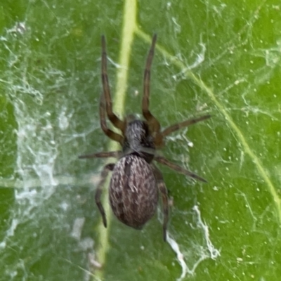 Badumna (genus) (Lattice-web spider) at City Renewal Authority Area - 9 Nov 2023 by Hejor1
