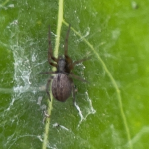 Badumna sp. (genus) at City Renewal Authority Area - 9 Nov 2023 05:45 PM