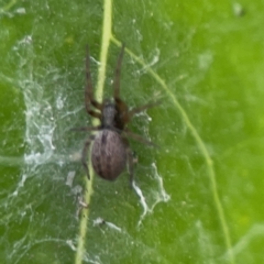 Badumna sp. (genus) at City Renewal Authority Area - 9 Nov 2023