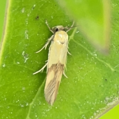 Stathmopoda crocophanes (Yellow Stathmopoda Moth) at Braddon, ACT - 9 Nov 2023 by Hejor1