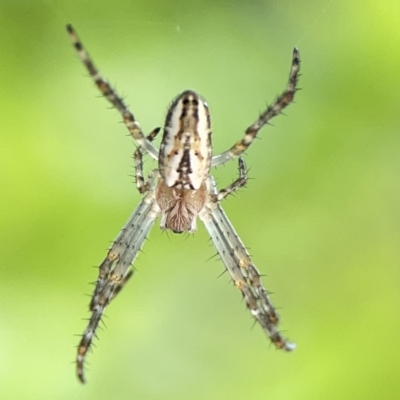 Plebs bradleyi (Enamelled spider) at Braddon, ACT - 9 Nov 2023 by Hejor1