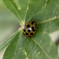 Harmonia conformis (Common Spotted Ladybird) at Braddon, ACT - 9 Nov 2023 by Hejor1