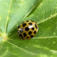 Harmonia conformis at City Renewal Authority Area - 9 Nov 2023 05:49 PM