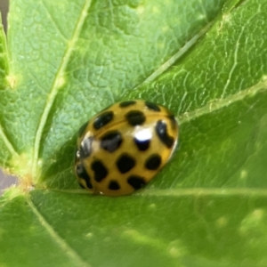 Harmonia conformis at City Renewal Authority Area - 9 Nov 2023 05:49 PM