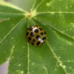 Harmonia conformis at City Renewal Authority Area - 9 Nov 2023 05:49 PM