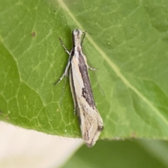 Thema macroscia (A concealer moth) at Braddon, ACT - 9 Nov 2023 by Hejor1