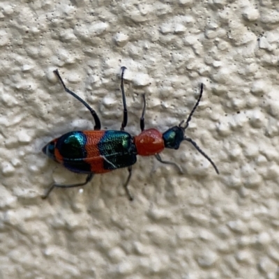 Dicranolaius bellulus (Red and Blue Pollen Beetle) at City Renewal Authority Area - 9 Nov 2023 by Hejor1