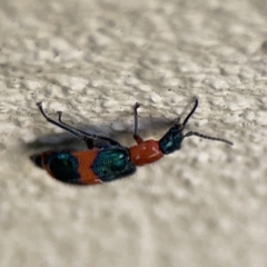 Dicranolaius bellulus at City Renewal Authority Area - 9 Nov 2023 05:56 PM