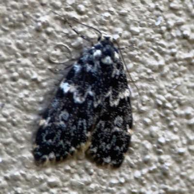 Halone coryphoea (Eastern Halone moth) at Braddon, ACT - 9 Nov 2023 by Hejor1