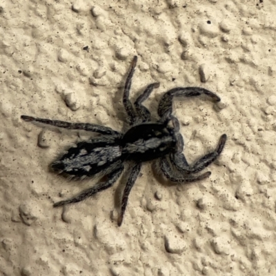 Ocrisiona leucocomis (White-flecked Crevice-dweller) at Braddon, ACT - 9 Nov 2023 by Hejor1