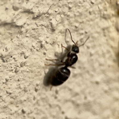 Formicidae (family) (Unidentified ant) at City Renewal Authority Area - 9 Nov 2023 by Hejor1