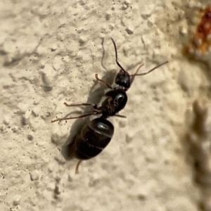 Nylanderia sp. (genus) at City Renewal Authority Area - 9 Nov 2023 06:00 PM