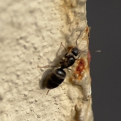 Formicidae (family) at City Renewal Authority Area - 9 Nov 2023