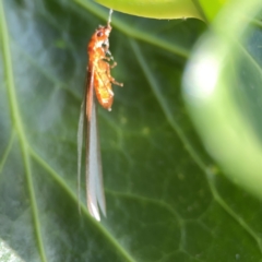 Unidentified Termite (superfamily Termitoidea) at City Renewal Authority Area - 9 Nov 2023 by Hejor1