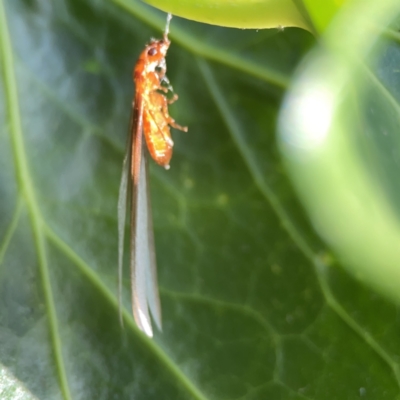Termitoidae (informal group) (Unidentified termite) at City Renewal Authority Area - 9 Nov 2023 by Hejor1