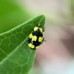 Illeis galbula (Fungus-eating Ladybird) at City Renewal Authority Area - 9 Nov 2023 by Hejor1