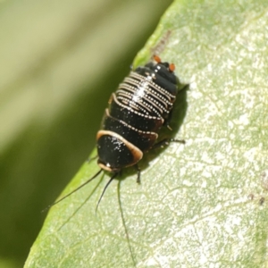 Ellipsidion australe at City Renewal Authority Area - 9 Nov 2023 06:14 PM