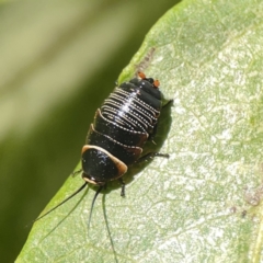 Ellipsidion australe at City Renewal Authority Area - 9 Nov 2023 06:14 PM