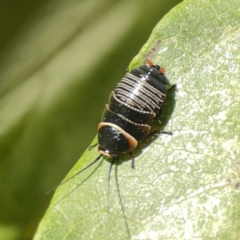 Ellipsidion australe at City Renewal Authority Area - 9 Nov 2023 06:14 PM