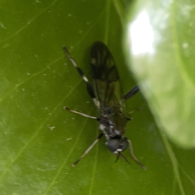 Exaireta spinigera (Garden Soldier Fly) at Braddon, ACT - 9 Nov 2023 by Hejor1