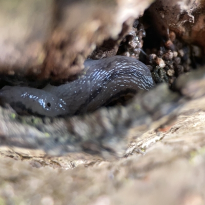 Ambigolimax nyctelia (Striped Field Slug) at Braddon, ACT - 9 Nov 2023 by Hejor1