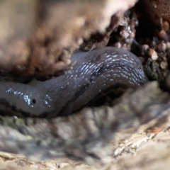 Ambigolimax sp. (valentius and waterstoni) at City Renewal Authority Area - 9 Nov 2023