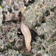 Ambigolimax sp. (valentius and waterstoni) at City Renewal Authority Area - 9 Nov 2023 06:27 PM