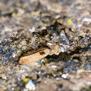 Ellipsidion sp. (genus) at City Renewal Authority Area - 9 Nov 2023