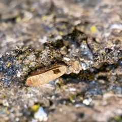 Ellipsidion sp. (genus) (A diurnal cockroach) at City Renewal Authority Area - 9 Nov 2023 by Hejor1