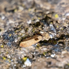 Ellipsidion sp. (genus) at City Renewal Authority Area - 9 Nov 2023 06:29 PM