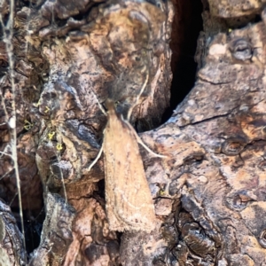 Eudonia cleodoralis at City Renewal Authority Area - 9 Nov 2023 06:29 PM