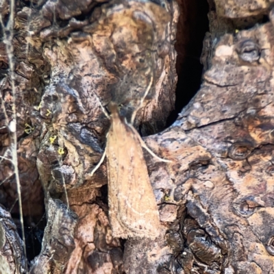 Eudonia cleodoralis (A Crambid moth) at Braddon, ACT - 9 Nov 2023 by Hejor1